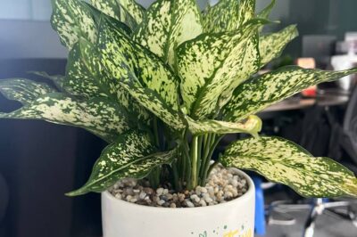 The Beauty and Benefits of the Aglaonema “Ngoc Ngan” Plant