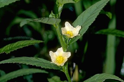 Sida Acuta: The Powerful Herb You Never Knew You Needed