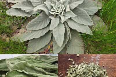 The Remarkable Benefits and Uses of Mullein Leaves