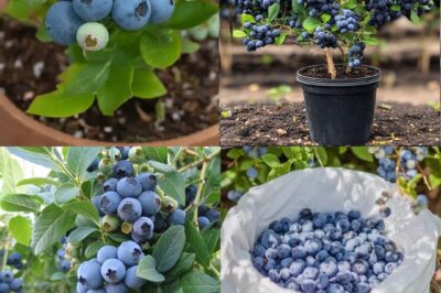 Cultivating Delectable Blueberries in Container Gardens