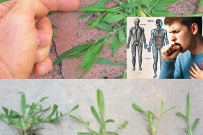 Crabgrass: The Unexpected Backyard Plant with Remarkable Health Benefits /lo