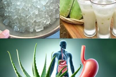 11 Reasons to Drink Aloe Vera Water Every Day