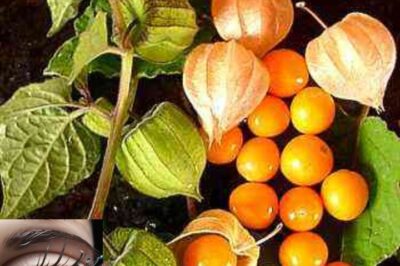 10 Incredible Health Benefits of Goldenberry (Uchuva): Unleash the Power of This Nutrient-Rich Superfruit /lo