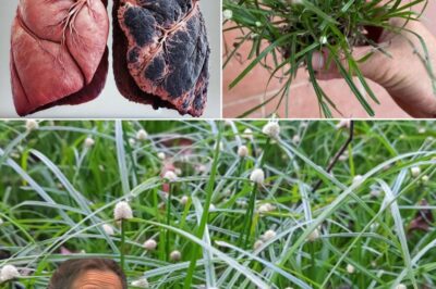 Cyperus Rotundus: A Herbal Treasure for Health and Well-being