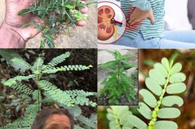 The Stonebreaker Plant (Phyllanthus niruri): Nature’s Remedy for Liver and Kidney Health