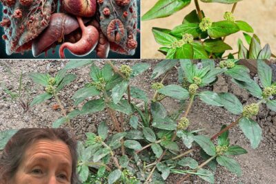 Euphorbia Hirta: A Powerful Natural Remedy with 30 Health Benefits & How to Use It Safely