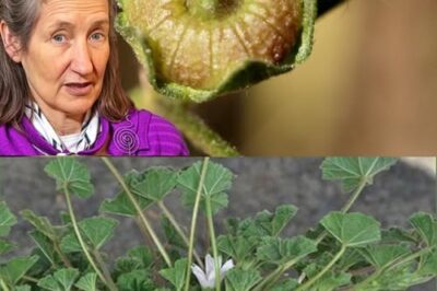 Unlocking the Secret Health Benefits of Common Mallow: Nature’s Wonder Herb for Wellness