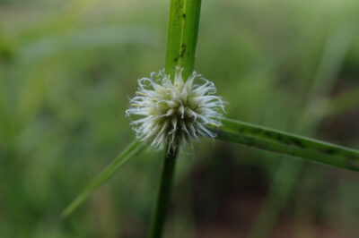 Kyllinga brevifolia (Rottb): Benefits and How to Use It