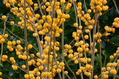 Goldenberries (Physalis peruviana): A Vibrant Superfruit Packed with Nutrients for Vision, Vitality, and Beyond!