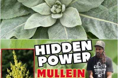 The Hidden Power of Mullein Roots: Benefits and Uses (PO)