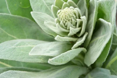 Unlocking Mullein’s Healing Potential via Its Leaves, Flowers, and Roots