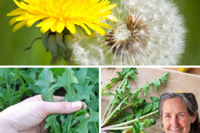 The Remarkable Dandelion: A Nutritional Powerhouse with Endless Benefits