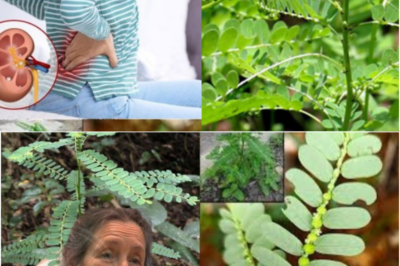 The Stonebreaker Plant (Phyllanthus niruri): Nature’s Remedy for Liver and Kidney Health (PO)