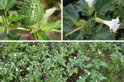 Datura Stramonium: The Enigmatic Thorn Apple Plant