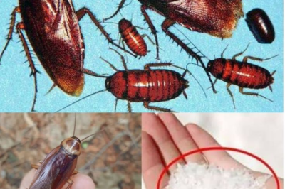 How to Banish Bedbugs from Your Garden in Minutes with Salt (PO)