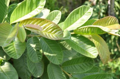 Guava Leaves: The Natural Secret to Glowing Skin, Lush Hair & Vibrant Health