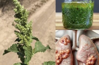 10 Remarkable Health Benefits of Pigweed Greens You Need to Know